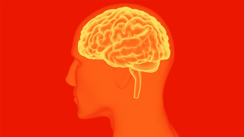 Brain Inside Head