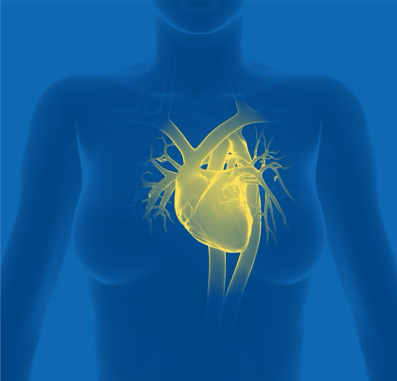 Heart Inside Female Body
