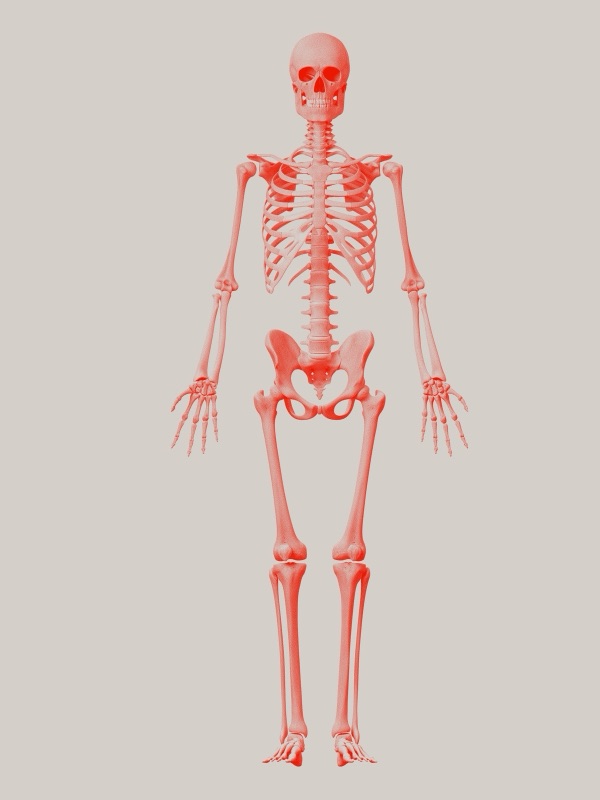 Skeletal - Full Body